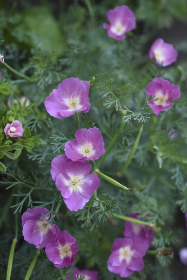 California Poppy - Purple Gleam - Image 2