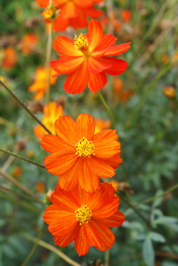 Cosmos Sulphureus Redcrest - Image 2