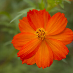 Cosmos Sulphureus Redcrest