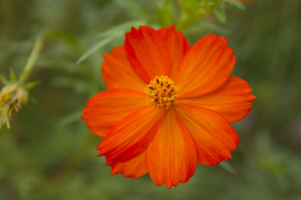 Cosmos Sulphureus Redcrest