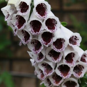 Digitalis Foxglove - Elsie Kelsey