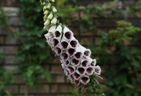 Digitalis Foxglove - Elsie Kelsey - Image 2