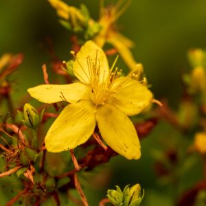 Herb St Johns Wort - Hypericum Perforatum
