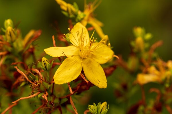 Herb St Johns Wort - Hypericum Perforatum