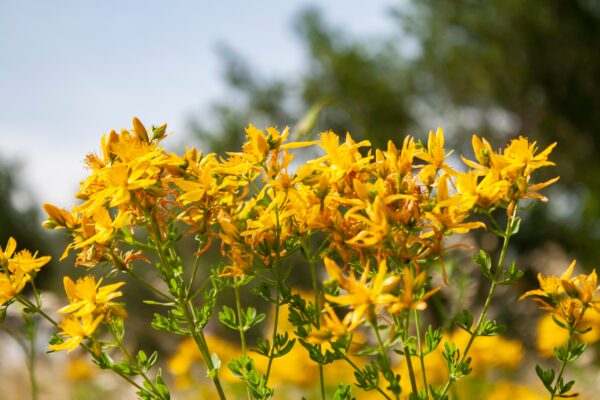 Herb St Johns Wort - Hypericum Perforatum - Image 2