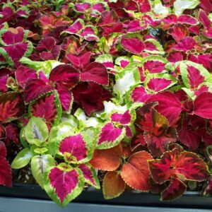 Coleus Rainbow Mixture