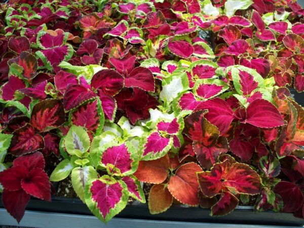 Coleus Rainbow Mixture