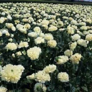 Poppy Papaver Somniferum Yellow Peony