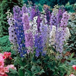 Delphinium Dwarf Magic Fountain Mixed