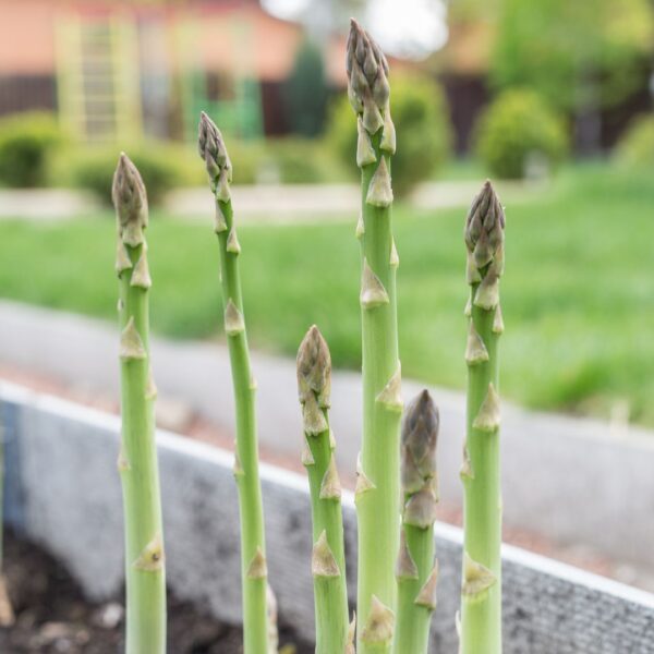 VEGETABLE ASPARAGUS - UC 157 F2 - Image 2