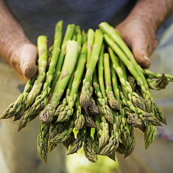 VEGETABLE ASPARAGUS - UC 157 F2 - Image 3