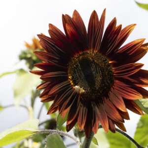 Sunflower Chocolate