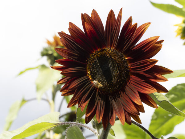 Sunflower Chocolate