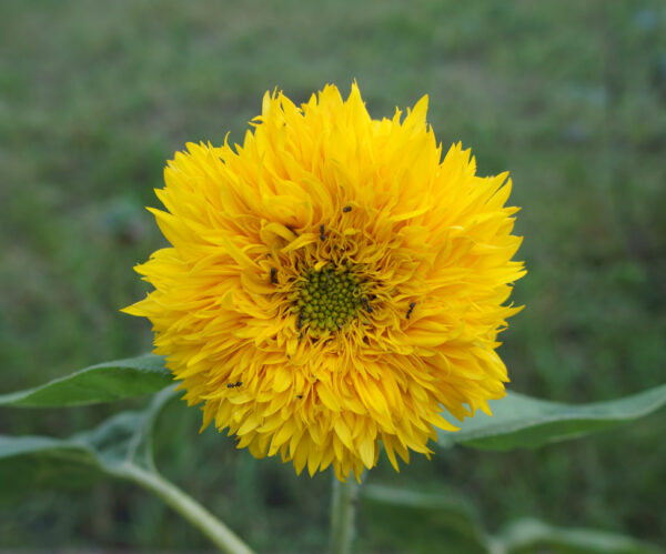 Organic Sunflower Teddy Bear - Image 2