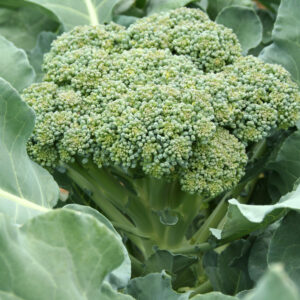 Broccoli De Ciccio Heirloom