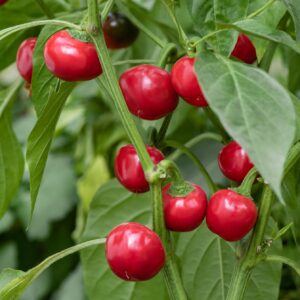 SWEET PEPPER RED CHERRY
