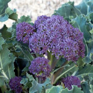 Broccoli Rudolph Extra Early Sprouting