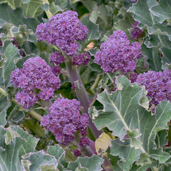Broccoli Rudolph Extra Early Sprouting - Image 2
