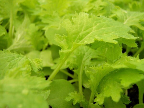 Mustard - Wasabina - Image 2
