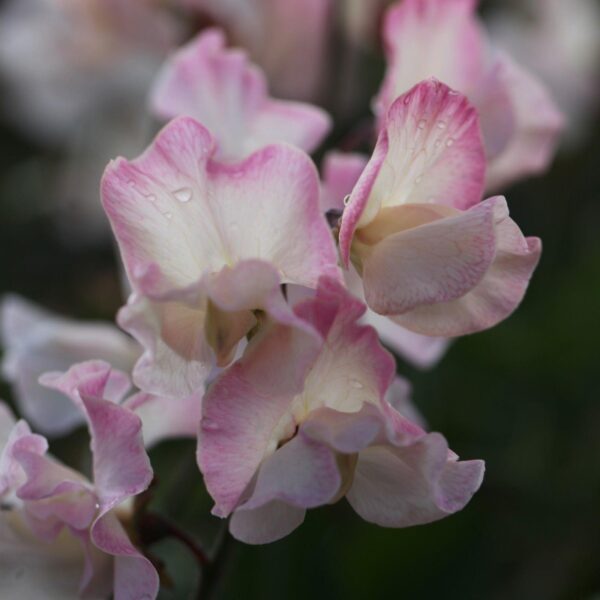 Sweet Pea Mollie Rilestone - Image 2