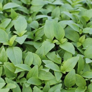 Herb Basil Thai Large Leaved