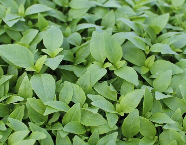 Herb Basil Thai Large Leaved