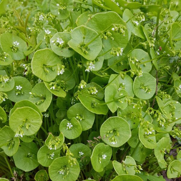 Claytonia Perfollata - Miners Lettuce - Image 2