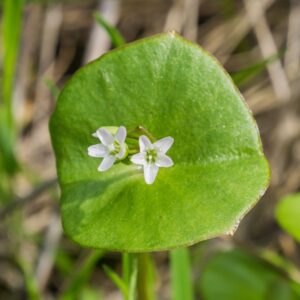 Claytonia Perfollata - Miners Lettuce