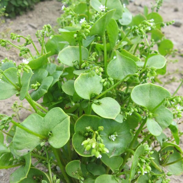 Claytonia Perfollata - Miners Lettuce - Image 3
