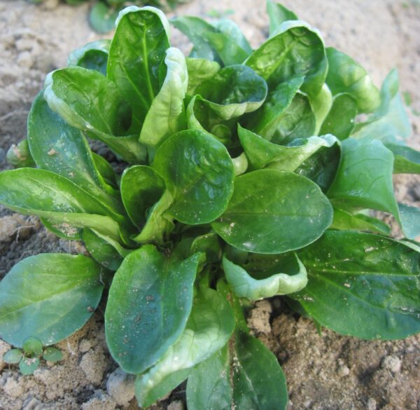 Corn Salad Lambs Lettuce Mache - Image 2