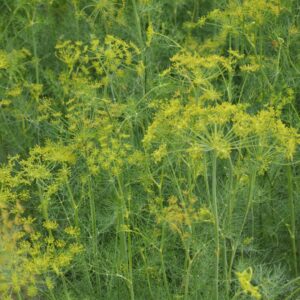 Dill Bouquet Anethum Graveolens
