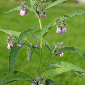 Herb Comfrey Symphytum Officinale