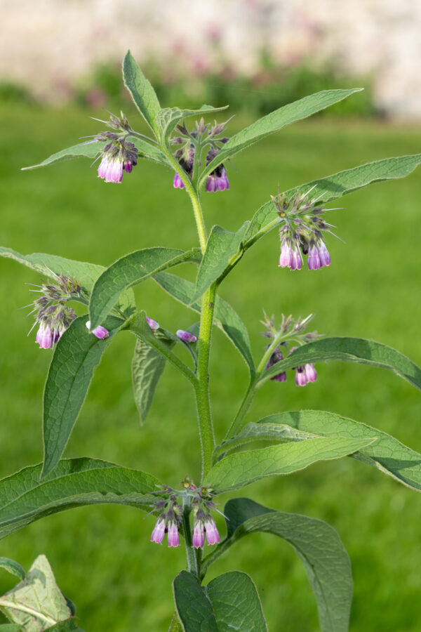 Herb Comfrey Symphytum Officinale