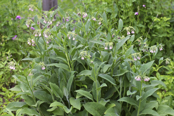 Herb Comfrey Symphytum Officinale - Image 2