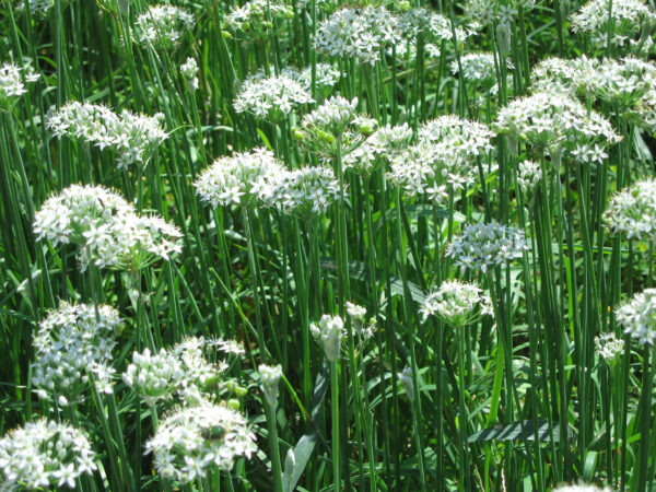 Organic Garlic Chinese Chives - Image 2