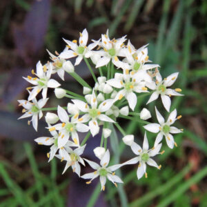 Organic Garlic Chinese Chives