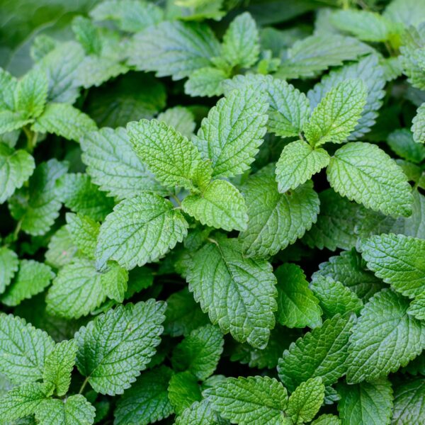 Herb Lemon Balm - Image 2