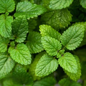 Herb Lemon Balm