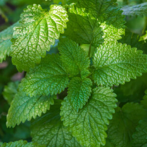 Herb Lemon Mint