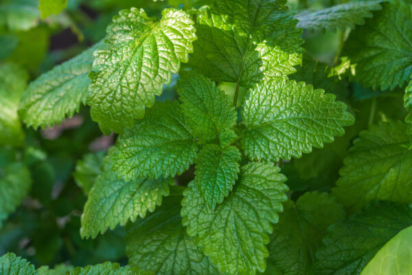 Herb Lemon Mint