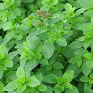 Herb Marjoram Sweet Origanum Marjorana