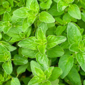 Organic Oregano