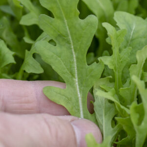 Organic Rocket Wild
