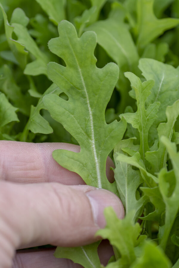 Organic Rocket Wild