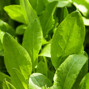 SORREL - RUMEX ACETOSA