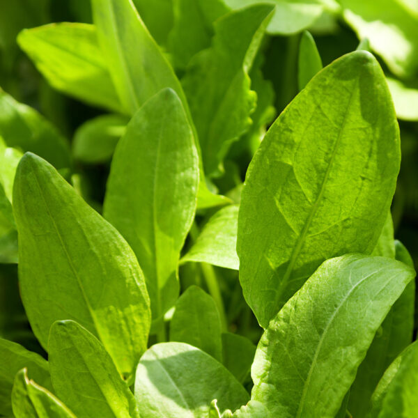 SORREL - RUMEX ACETOSA