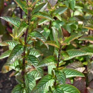 Organic Peppermint