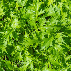 Mustard - Wasabina