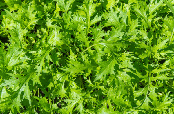 Mustard - Wasabina
