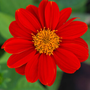 Tithonia Torch - Mexican Sunflower